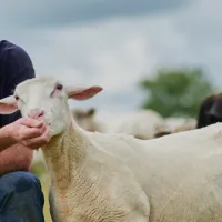 Få hjelp med ditt landbruksregnskap